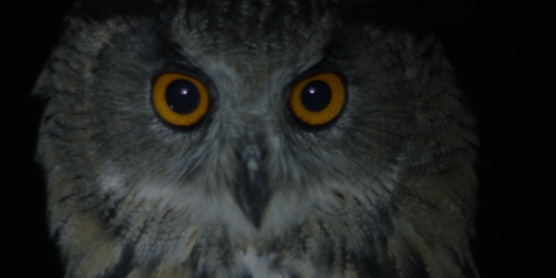 CITY OF OWLS